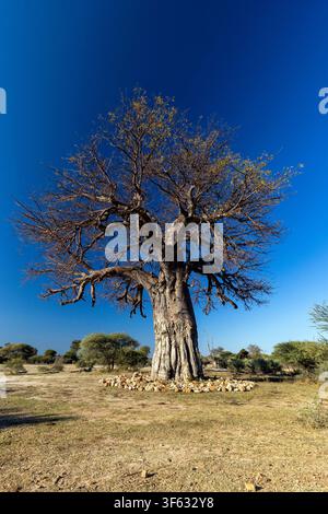 Ein majestätischer afrikanischer Baobab-Baum (Adansonia digitata) - Bwabwata-Nationalpark, Sambesi-Region, Namibia, Afrika Stockfoto
