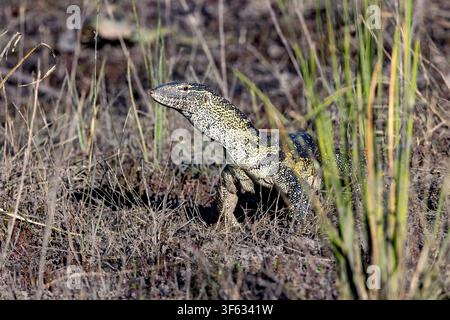 Nilsmonitor (Varanus niloticus) - Bwabwata-Nationalpark, Sambesi-Region, Namibia, Afrika Stockfoto