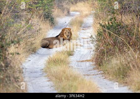Afrikanischer Löwe (Panthera leo) männlich auf der Straße - nahe Nambwa Tented Lodge, Bwabwata-Nationalpark, Kwando-Kerngebiet, Sambesi-Region, Namibia, Afrika Stockfoto