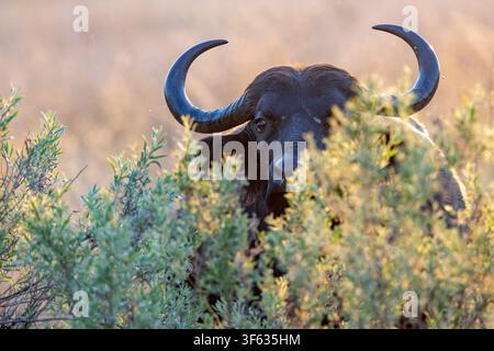 Kap-Buffel (Syncerus caffer caffer) lugt durch die Vegetation - nahe Nkasa Linyanti Zeltlager, Nkasa Rupara Nationalpark, Sambesi-Region, Namibia Stockfoto