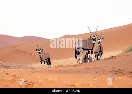 Eine Gruppe von Gemsböcken (Oryx gazella) oder Südafrikanischem Oryx im Namib-Naukluft-Nationalpark, Namibia, Afrika Stockfoto