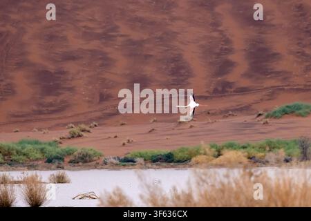 Seltener Anblick eines Rosafalken (Phoenicopterus roseus), der über das überflutete Ostrichvlei-Sumpfgebiet nahe Sossusvlei im Namib-Naukluft-Nationalpark fliegt Stockfoto
