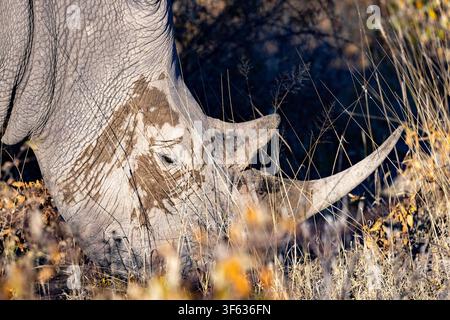 Nahaufnahme eines südlichen Weißen Nashorns oder südlichen Weißen Nashorns (Ceratotherium simum simum) - östliche Grenze des Etosha-Nationalparks, Namibia, Afrika Stockfoto