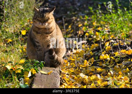 Friedlicher japanischer Tabby-Kater ruht auf goldenen Ginkgoblättern im Herbst Stockfoto
