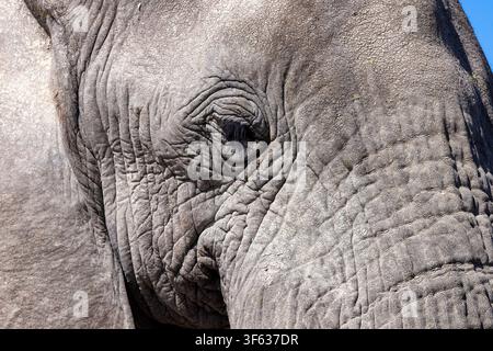 Nahaufnahme eines Afrikanischen Elefanten (Loxodonta Africana) - Onkolo Hide, Onguma-Naturreservat, Namibia, Afrika Stockfoto