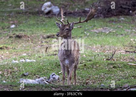 Ein Rehbock steht auf einer grasbewachsenen Lichtung, wachsam und aufmerksam, Piano Battaglia, Sizilien, Italien Stockfoto