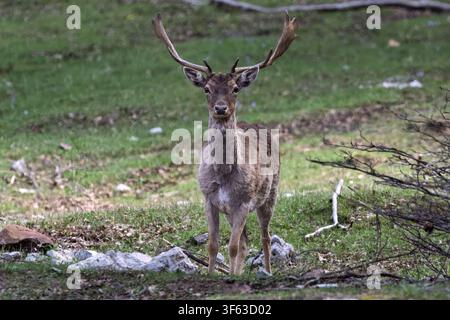 Ein Rehbock steht auf einer grasbewachsenen Lichtung, wachsam und aufmerksam, Piano Battaglia, Sizilien, Italien Stockfoto