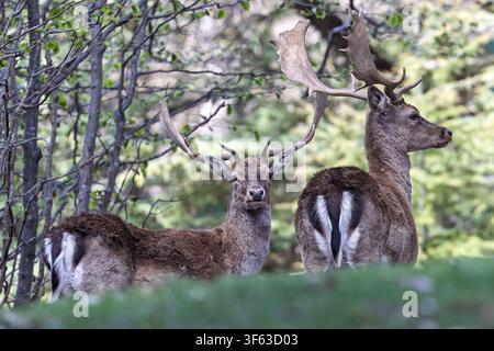 2 Damhirsche stehen in der Nähe einer Steinmauer im Wald, bleiben wachsam und schauen in Richtung Kamera, Piano Battaglia, Sizilien, Italien Stockfoto