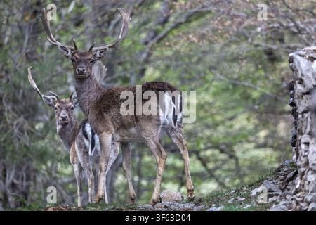 2 Damhirsche stehen in der Nähe einer Steinmauer im Wald, bleiben wachsam und schauen in Richtung Kamera, Piano Battaglia, Sizilien, Italien Stockfoto