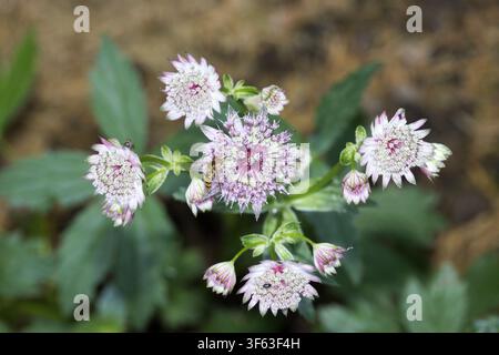 Große Sterndolde (Astrantia große) Stockfoto