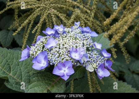 blütenblühende Gartenhortensie (Hydrangea macrophylla) Stockfoto