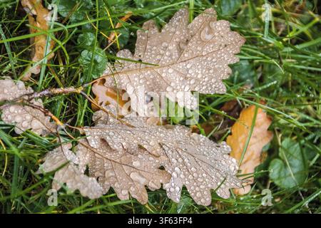 Eiche (Quercus robur) - Tautropfen auf vertrockneten Blättern Stockfoto