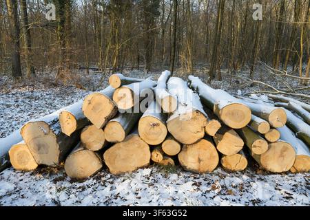 Baumstämme, die mit Schnee bedeckt sind Stockfoto