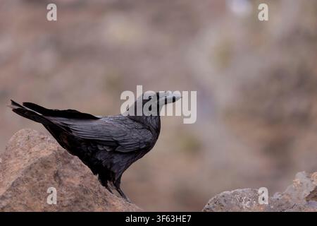 Eiserne Krähe (Corvus corax) auf dem Roque de los Muchachos, dem höchsten Berg auf La Palma, Kanarische Inseln, Spanien. Stockfoto