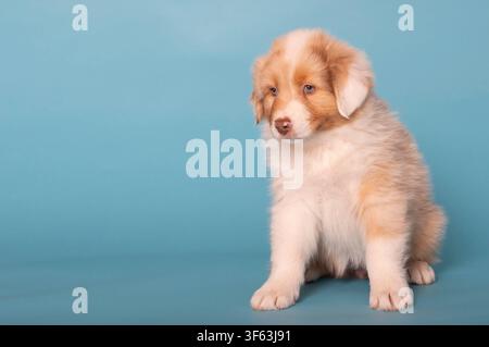 Sitzender Australian Shepherd Welpe Stockfoto