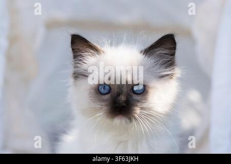 Porträt eines Ragdoll-Kätzchens Stockfoto