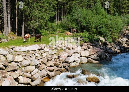 Traditionelle Bauernhofszene mit Kühen, die auf einer alpinen Weide nahe einem Wald und einem Bach grasen. Stockfoto