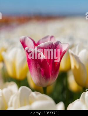 Tulpen, Blumen, die Niederlande, Europa Stockfoto