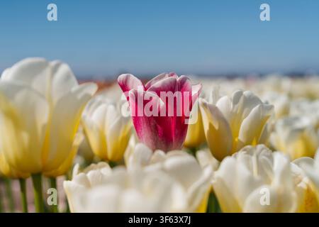 Tulpen, Blumen, die Niederlande, Europa Stockfoto