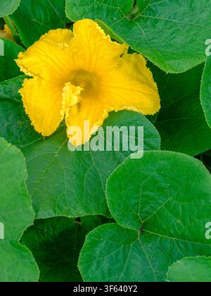 Kürbis-Blume Stockfoto