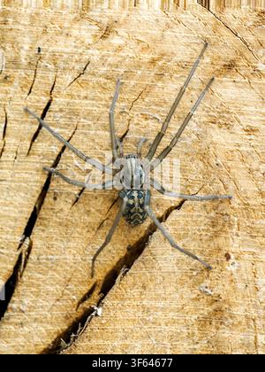 Trichter Weber spinne (Eratigena sp.) ruht auf geschnittenem Holz in Mézières-en-Brenne, Frankreich Stockfoto
