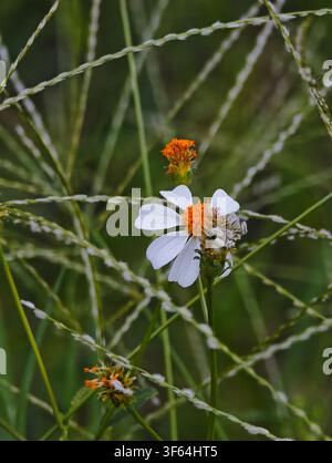 Weiße Wildblumen im Sommer Stockfoto