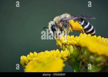Gemeine Seidenbiene Colletes daviesanus . Gemeine Seidenbiene Colletes daviesanus . 20260727MIC0173 *** Gemeine Seidenbiene Colletes daviesanus Gemeine Seidenbiene Colletes daviesanus 20260727MIC0173 Stockfoto