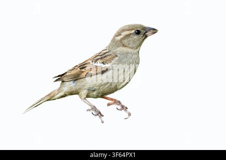 Haussperling Weibchen (Passer domesticus) Stockfoto