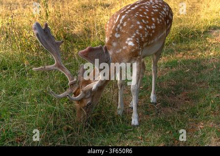 Männlicher europäischer Dama-Hirsch (Dama dama) mit gespaltenen Geweihen im „Samthaut“-Stadium, Clissold Park, Stoke Newington, Hackney, London, England. Stockfoto