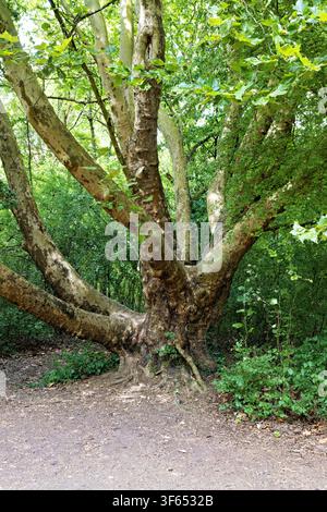 Massive alte Platan in der Kuehkopf-Naturreserve, Deutschland Stockfoto