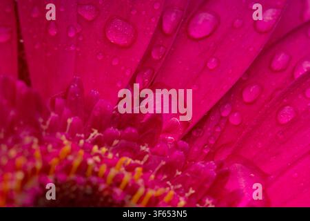Atemberaubende Makrotextur von lebhaft magentapinkfarbenen Gerbera-Gänseblümchenblüten, bedeckt mit frischen Wassertropfen und Morgentau. Stockfoto