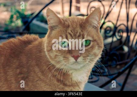 Porträt von Kopf und Schultern einer Hauskatze mit zimtfarbigem Fell und lebhaften grünen Augen im Freien bei sanftem natürlichem Licht. Stockfoto