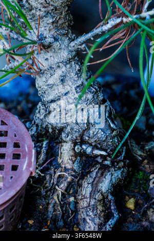 Makrofotografie, die die gealterte, raue Rindenstruktur und die Wurzelanschwellung am Fuße eines japanischen schwarzen Kiefern-Bonsai-Stamms detailliert darstellt. Stockfoto