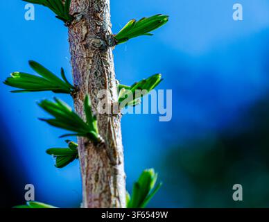 Makrofotografie eines strukturierten Stammes einer Zwergzypresse, der im Frühling neue grüne Blätter am Stamm sprießen lässt Stockfoto
