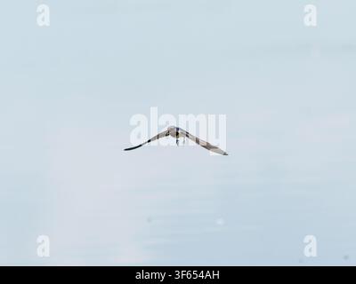 Schwalbe (Hirundo rustica) sitzt auf einem Draht in Rosnay, Frankreich Stockfoto