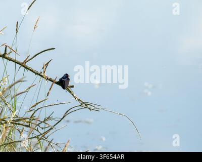 Eine Feldschwalbe (Hirundo rustica) sitzt auf einem Ast in Rosnay vor einem klaren Himmel. Stockfoto