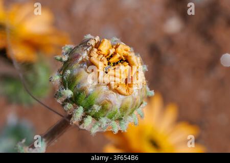 Makrofotografie eines sich öffnenden wilden Gänseblümchenknospen, die grüne stachelige Hochblätter und austretende orangefarbene Blütenblätter in Namaqualand, Südafrika, zeigt Stockfoto