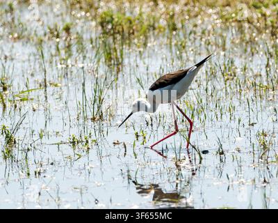 Ein schwarzflügeliger Triele (Himantopus himantopus) watet und füttert in flachem Wasser in Rosnay. Stockfoto
