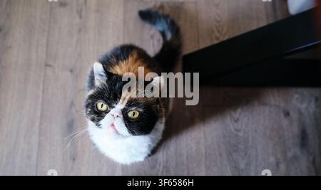 Calico Exotic Shorthair Katze mit gelben Augen sitzt auf einem Holzboden und schaut den Betrachter mit einem neugierigen Ausdruck direkt an Stockfoto