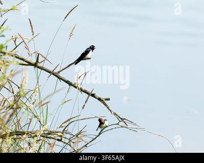 Zwei Rauchschwalben (Hirundo rustica) sitzen auf Ästen am Wasser in Rosnay. Stockfoto