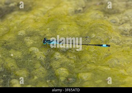 Große Pechlibelle, Große Pechlibelle, Pechlibelle, Männchen, Pech-Libelle, Ischnura elegans, Ischnura, Ischnura, Blauschwanzfliege, Common Stockfoto