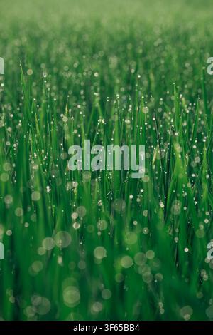 Nahaufnahme von lebendigen grünen Grashalmen, die mit glitzernden Wassertropfen bedeckt sind, an einem frischen Morgen Stockfoto
