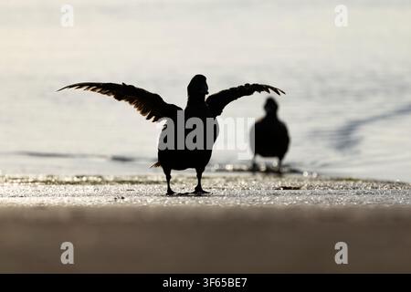 Eiderente Somateria mollissima, adulte Weibchen gehen entlang des Bootsstegs, Seahouses, Northumberland, UK Stockfoto