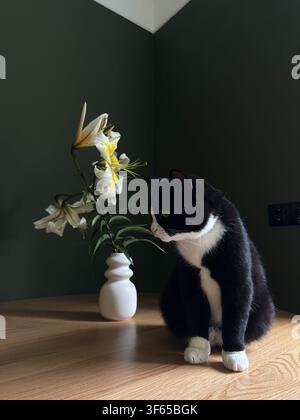 Neugierige schwarz-weiße Tuxedo-Katze sitzt auf einem Holztisch neben eleganten weißen Lilien in einem minimalistischen Zuhause. Weiches natürliches Licht, dunkelgrüne Wände Stockfoto