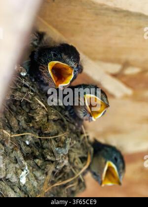 Drei junge Rauchschwalben (Hirundo rustica) mit offenen Schnäbeln in einem Nest in Rosnay. Stockfoto
