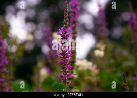 Dieses Bild zeigt eine detaillierte Makroaufnahme von Lythrum salicaria, bekannt als Purpur-Weidenröschen, das in einer natürlichen Wiesenumgebung wächst. Der hohe vertikale Spi Stockfoto