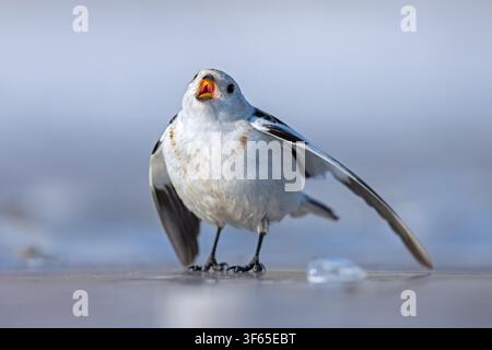Schneeammer (Plectrophenax nivalis nivalis / Emberiza nivalis) Männchen ruft auf der gefrorenen Tundra im Frühling, Svalbard / Spitsbergen, Norwegen Stockfoto