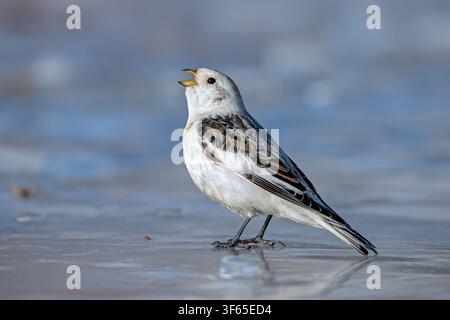 Schneeammer (Plectrophenax nivalis nivalis / Emberiza nivalis) Männchen ruft auf der gefrorenen Tundra im Frühling, Svalbard / Spitsbergen, Norwegen Stockfoto