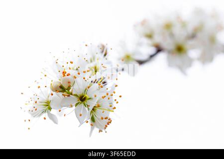 Schwarzdorn / Schlehe (Prunus spinosa / Druparia spinosa) Nahaufnahme eines blühenden Laubbuschs mit weißen Blüten vor weißem Hintergrund im Frühling Stockfoto