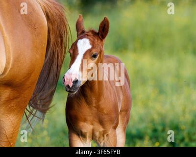 Ein Fohlen steht eng neben seiner Stute auf einem grünen Feld in Rosnay. Stockfoto